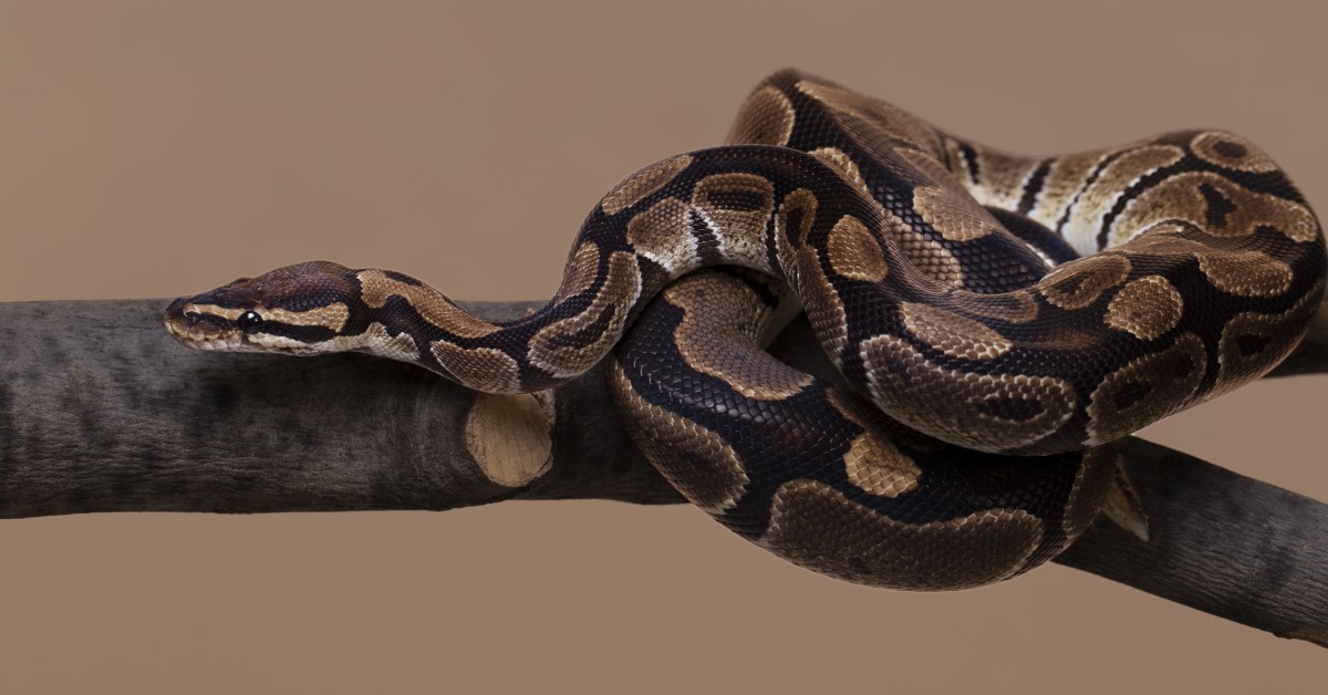 Which Kinds of Snakes are Safe to Keep as Pets